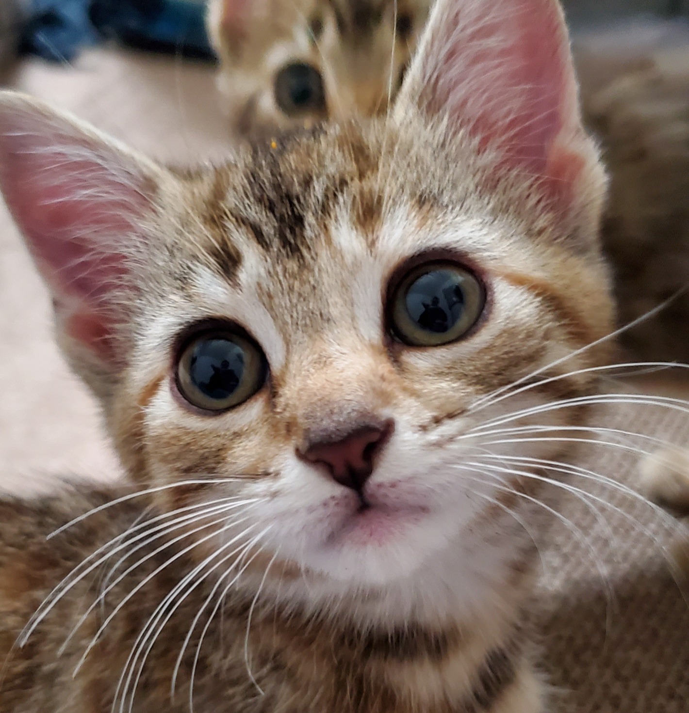 AFF Rescue volunteer with dog