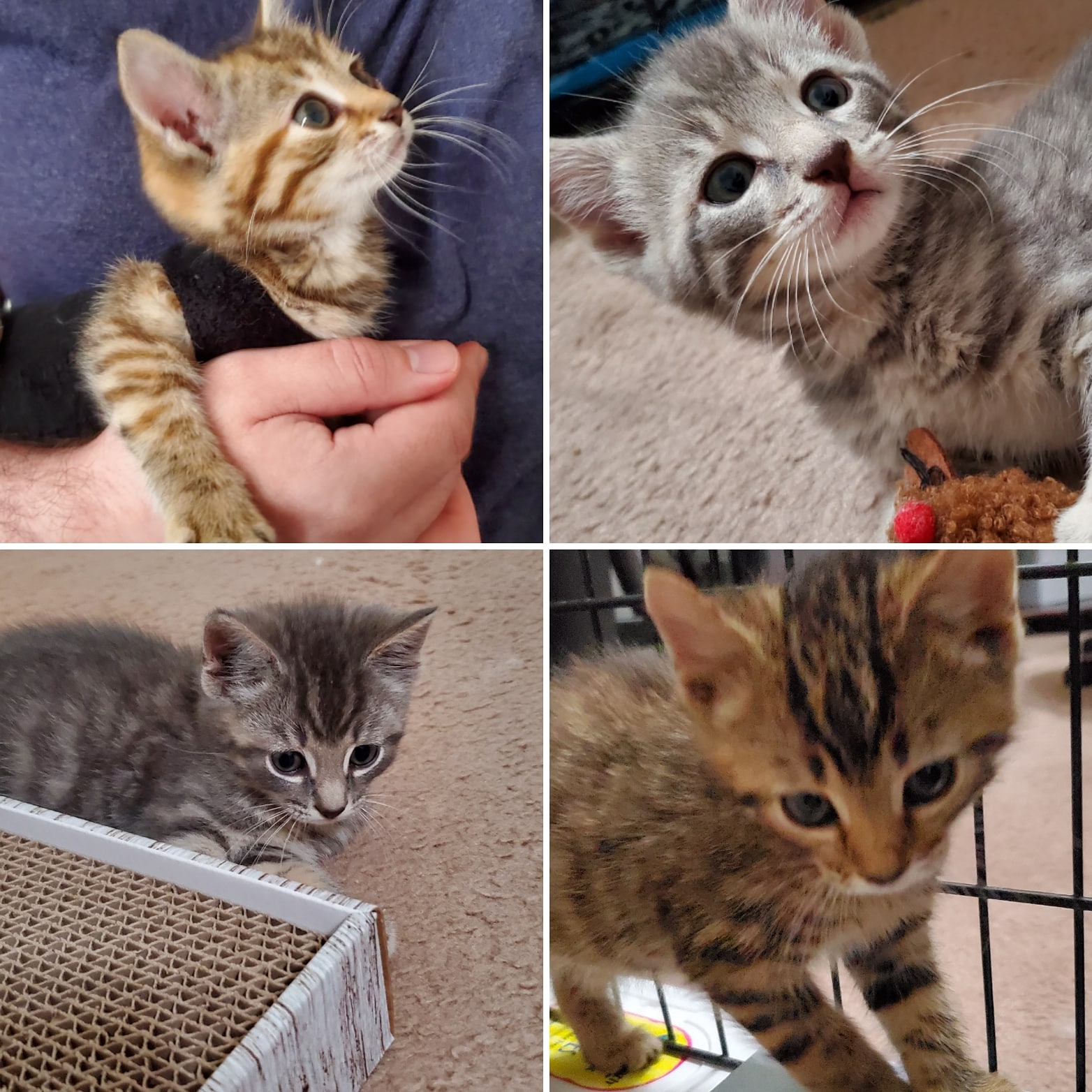 Talia, Bacon, Reed, and Hazel