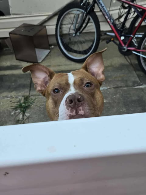 Rocky the rescue dog