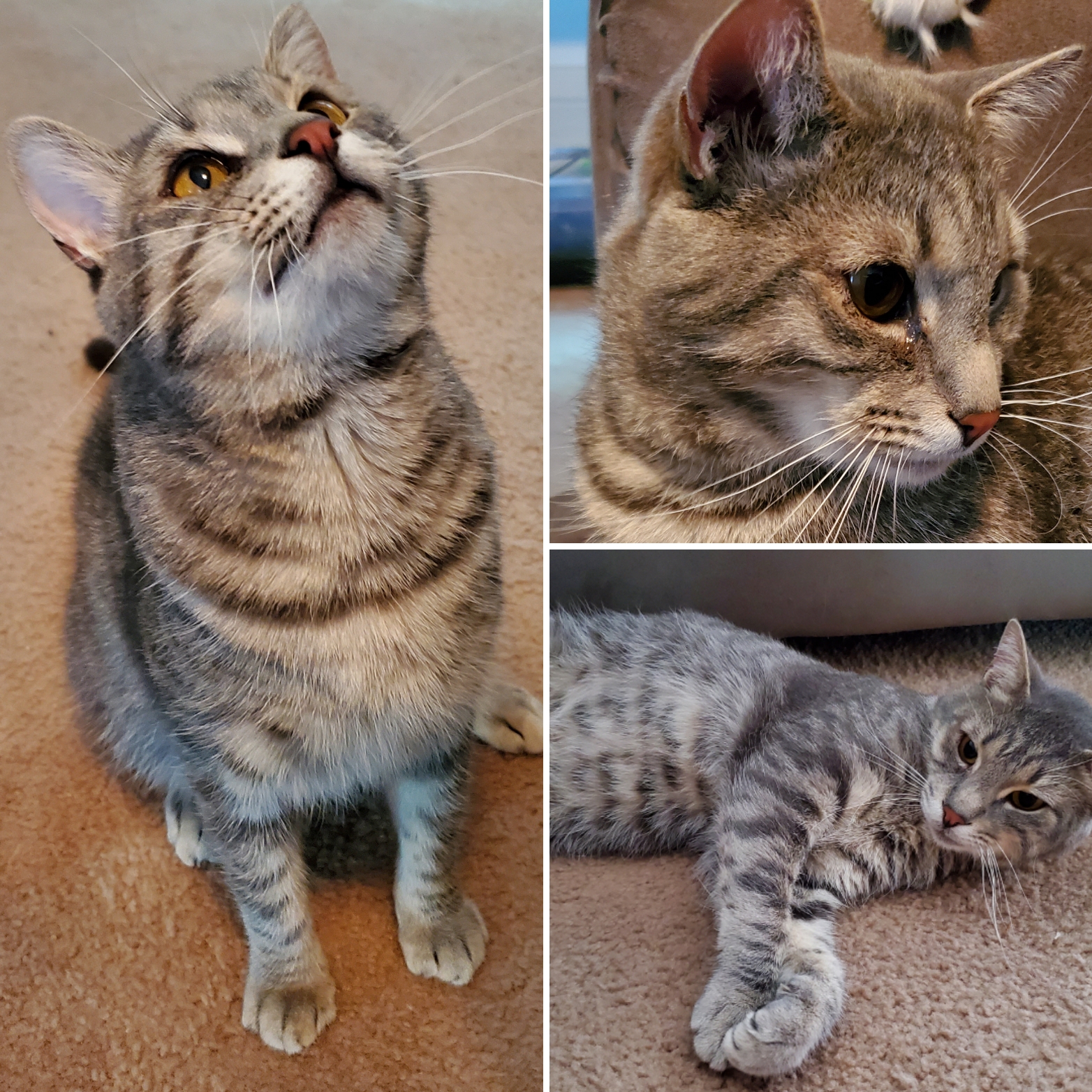 Volunteer with rescue dog